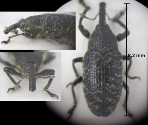 Réf. 185 719 : Larinus carlinae